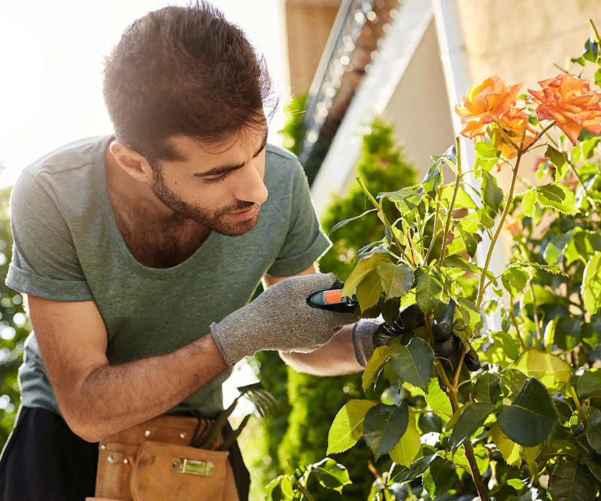 Jardinier qui coupe un rosier