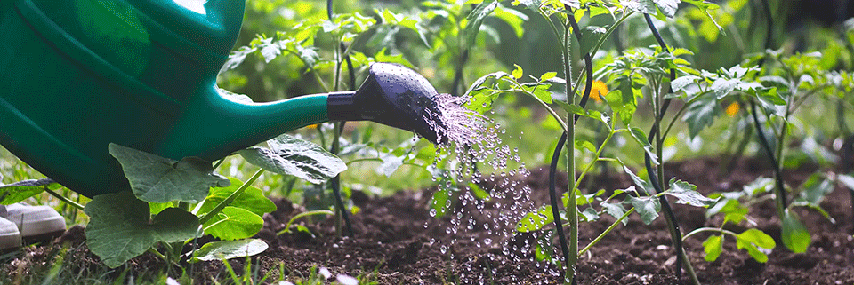 arrosage de plantes