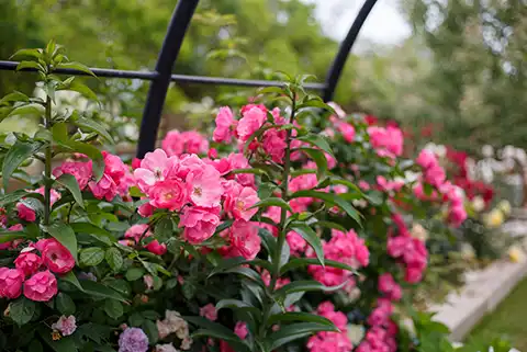 Roses dans un jardin